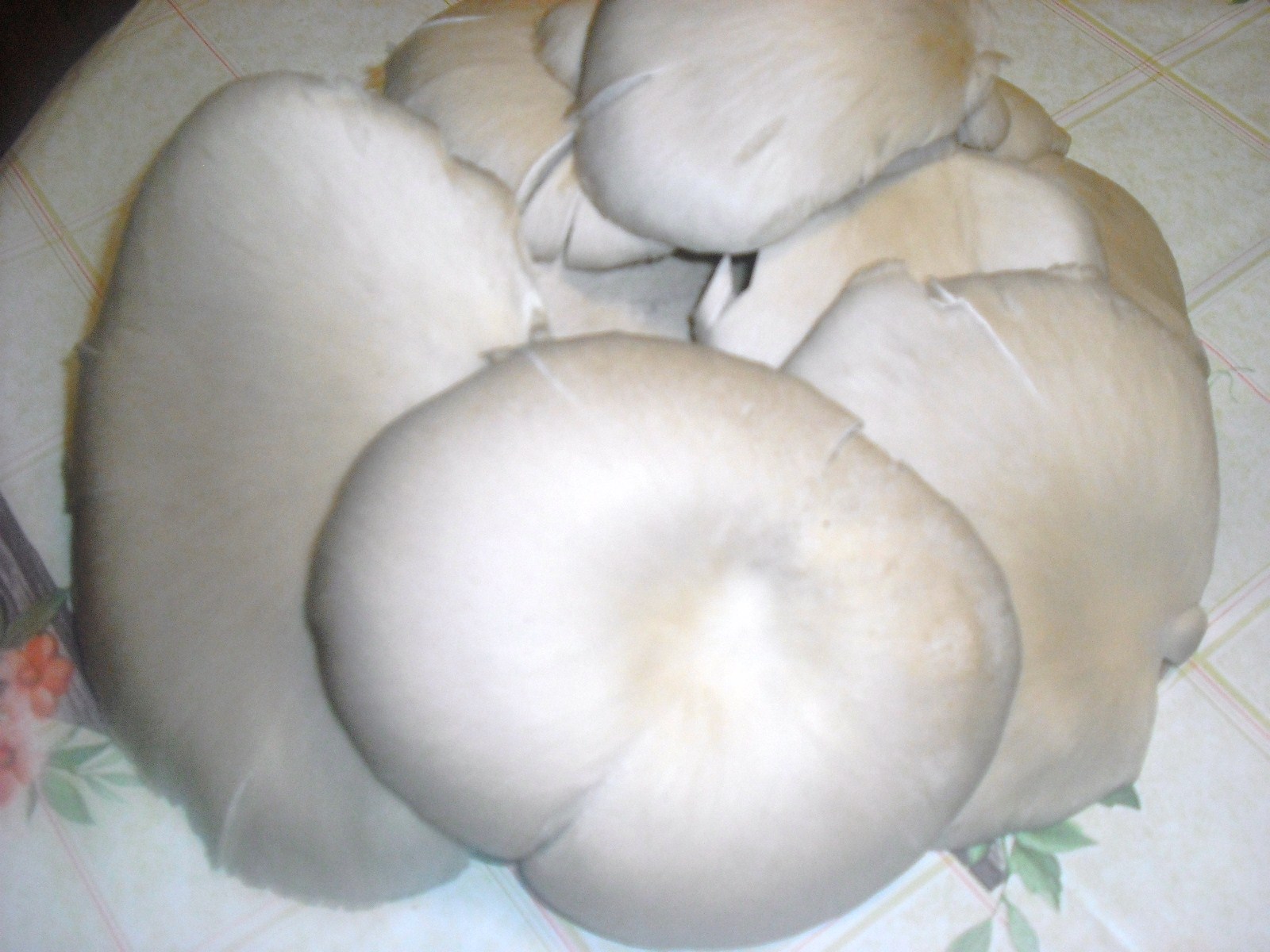 Pleurotus pane