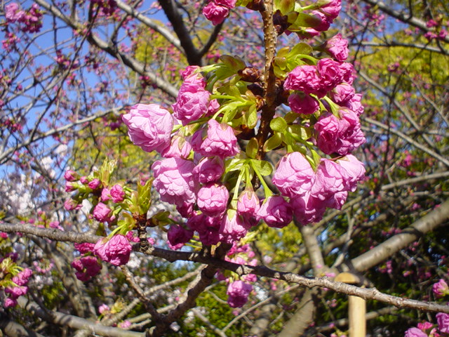 Sakura