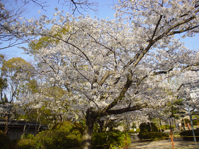 Sakura