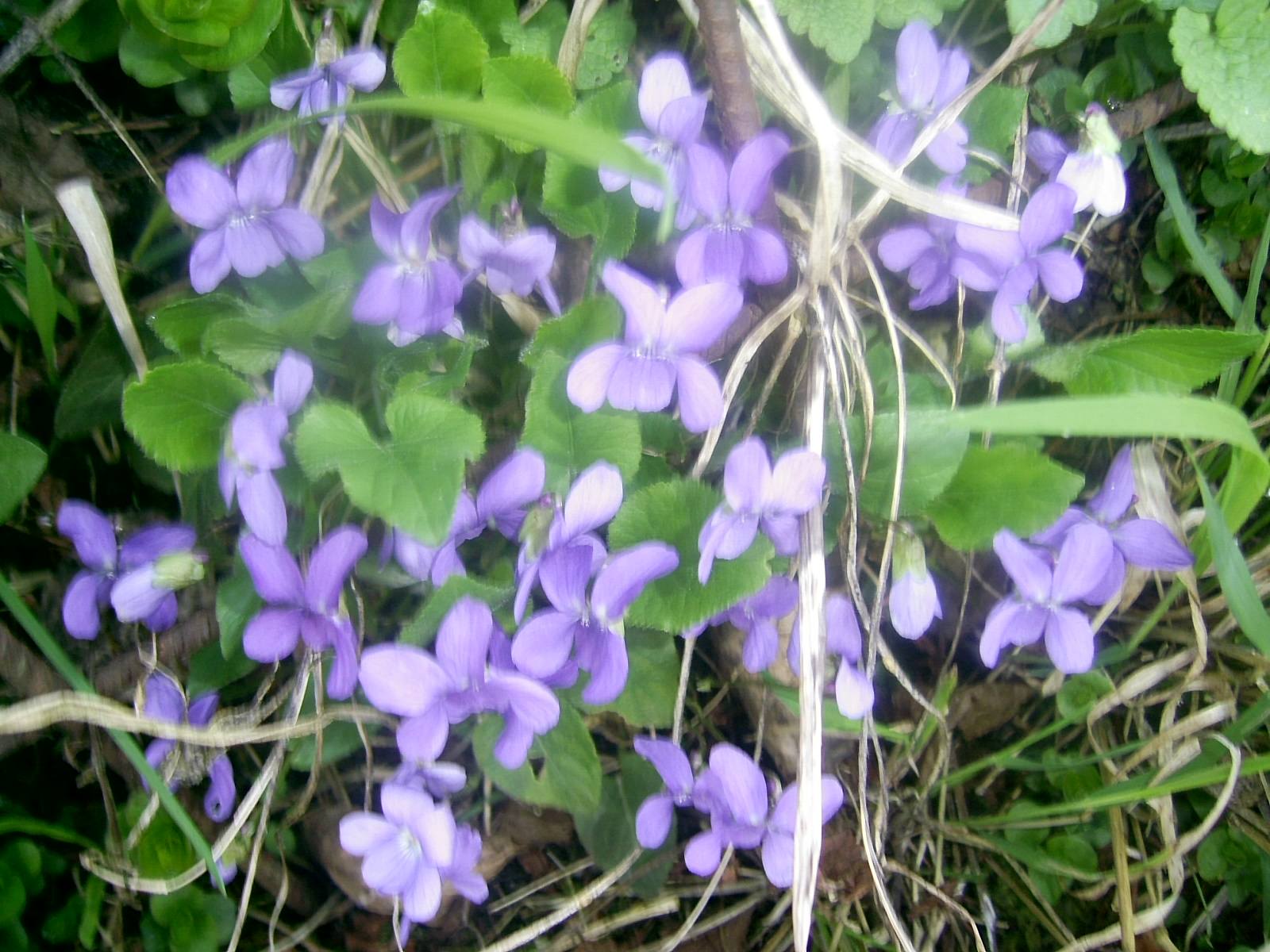 Din gradina inimii mele , din gradina mea .