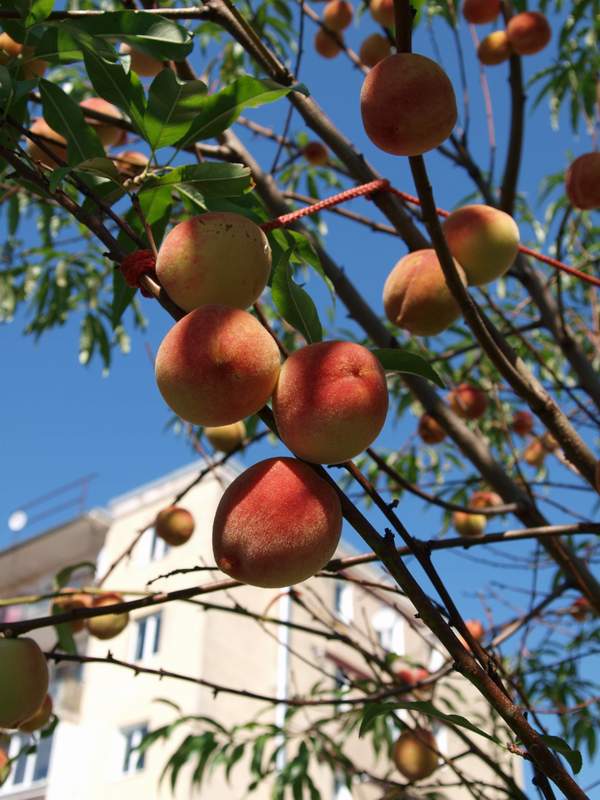 Dulceata de piersici cu capsuni