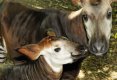 Okapi- Intre girafa si zebra -0