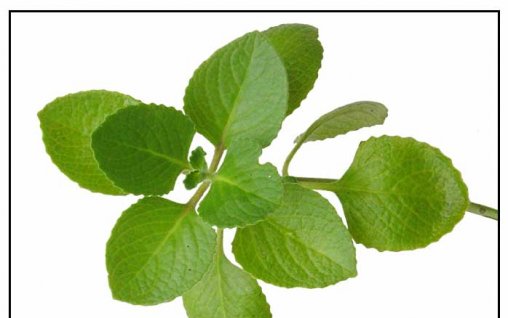 Oregano, dusmanul celulelor canceroase