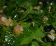 Dressing pentru salata Tabbouleh-3