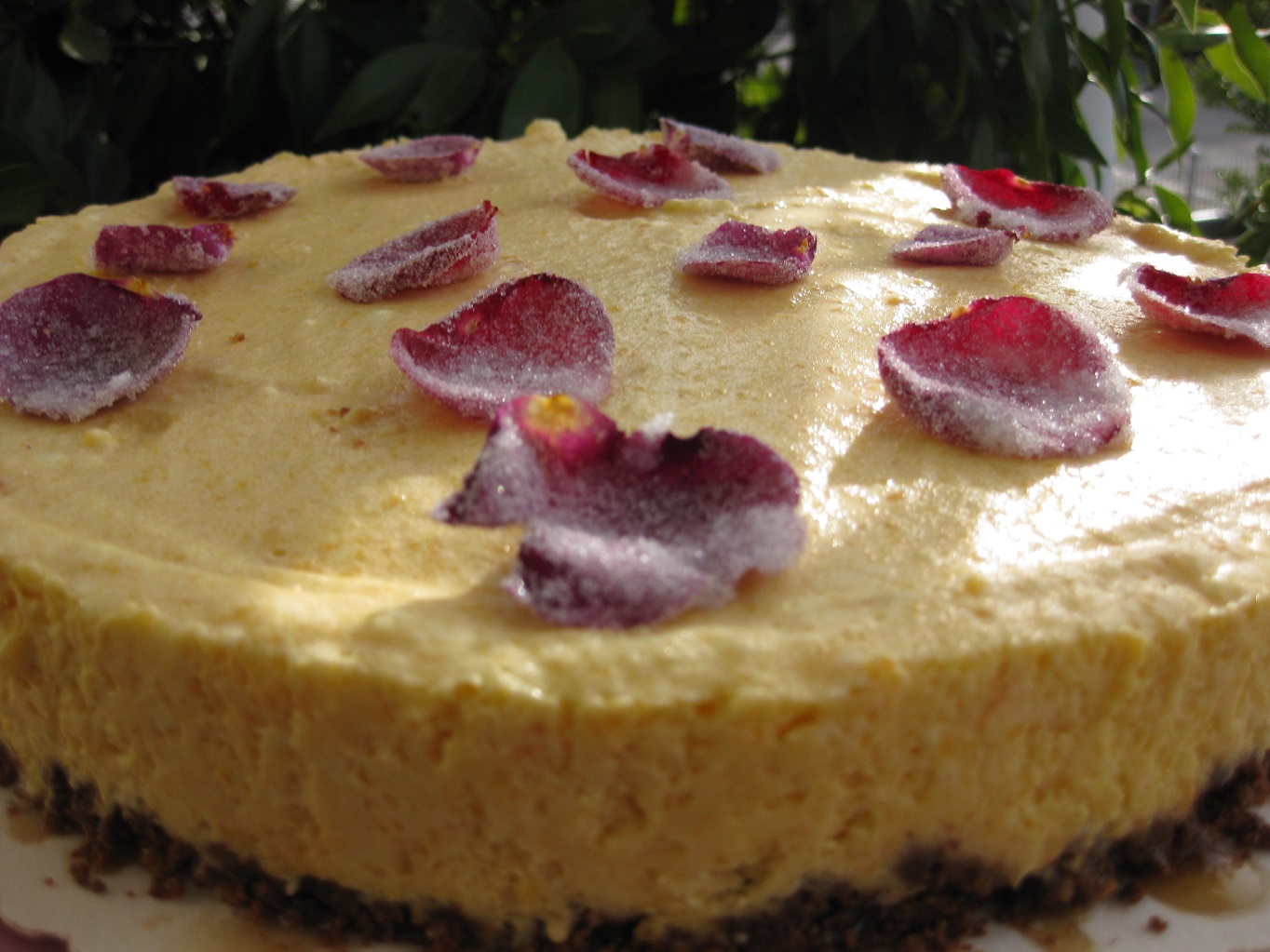 Aprikosenparfait Torte (Tort parfait de caise)