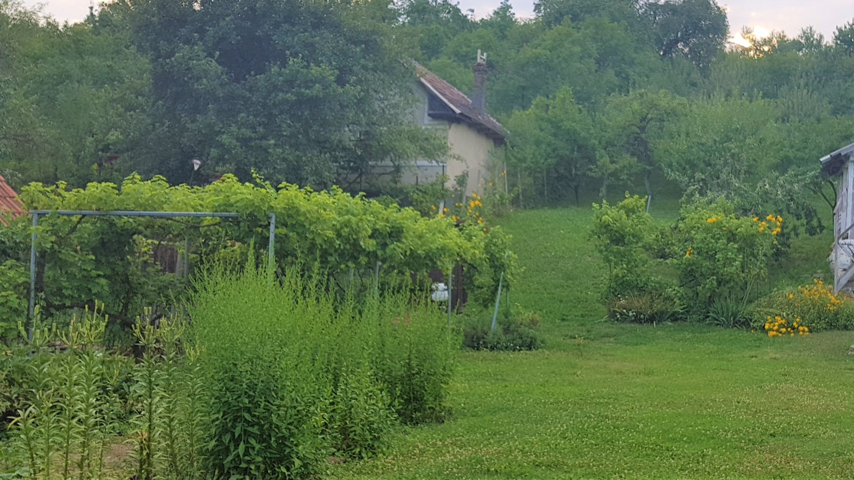 Ciuperci umplute cu cas de oaie, la gratar