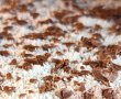 Prăjitură cu cremă de ciocolată și biscuiți - Rețeta delicioasă fără coacere-2